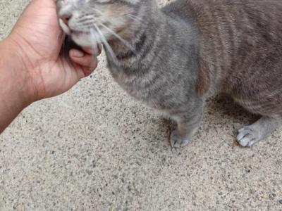 Chungus Humongous The Second - Domestic - Gallery Photo #1