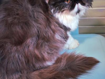 Chocolate Bicolor Female Persian Kitten - Persian - Gallery Photo #1