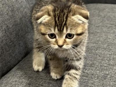 Lily - Scottish Fold - Gallery Photo #1