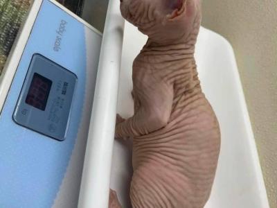 Suzzy - Sphynx - Gallery Photo #1
