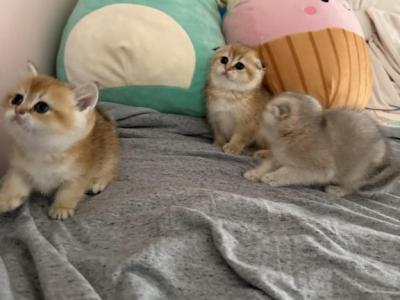 Scottish Folds - Scottish Fold - Gallery Photo #1