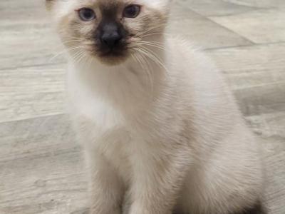 Frankie - Siamese - Gallery Photo #1