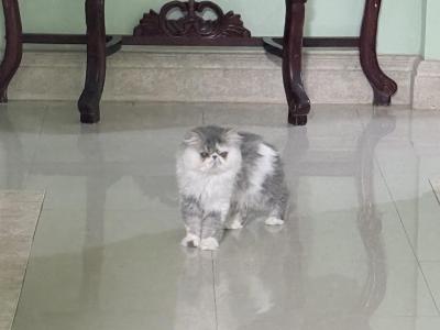 Mona & Yoyo - Persian - Gallery Photo #1