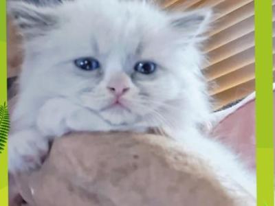 Noname24 - Ragdoll - Gallery Photo #1
