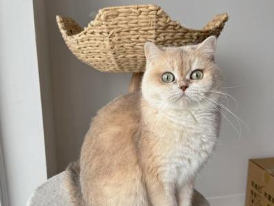 Jaimie - British Shorthair - Gallery Photo #1