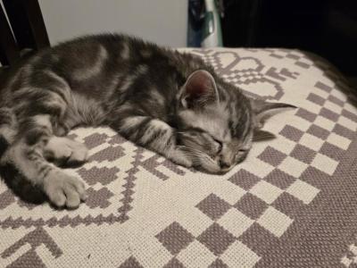 British Bengal - Bengal - Gallery Photo #1