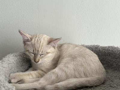 Luna - Balinese - Gallery Photo #1