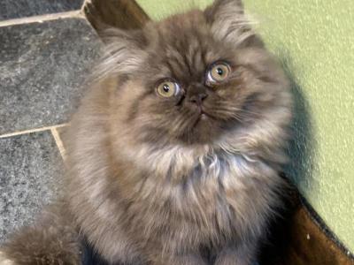 Chocolate Smoke - Persian - Gallery Photo #1