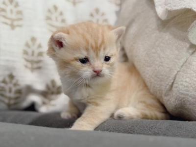 Golden British Shorthair Boy - British Shorthair - Gallery Photo #1