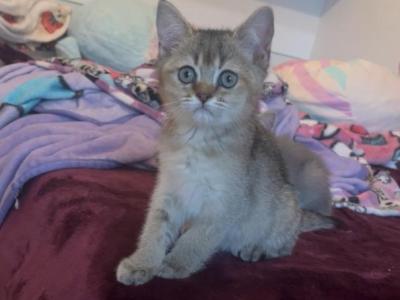 Buddy - British Shorthair - Gallery Photo #1
