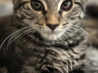Minky - Domestic - Gallery Photo #1