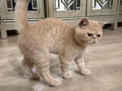 Exotic Shorthair Persian - Exotic - Gallery Photo #1