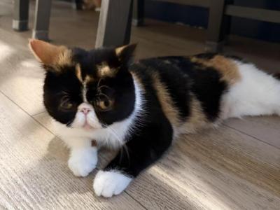 Persian Exotic Shorthair Calico - Exotic - Gallery Photo #1