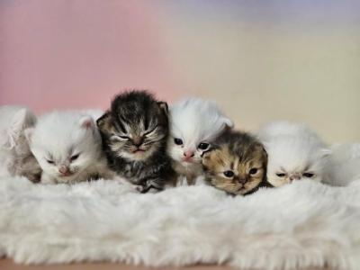 Ariel - Persian - Gallery Photo #1