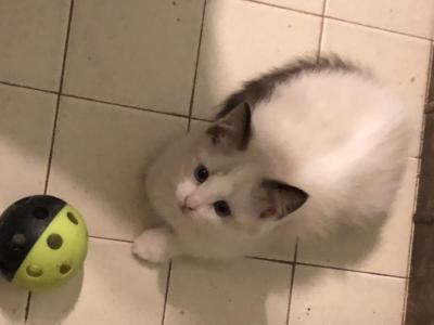 Jack - Ragdoll - Gallery Photo #1