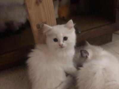 Snow White Lilac Flame - Ragdoll - Gallery Photo #1