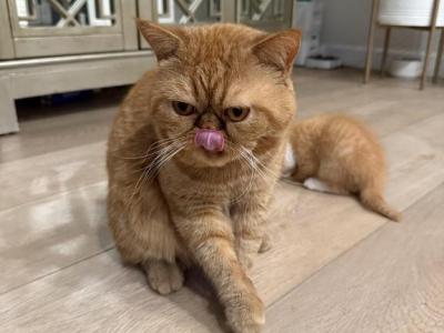 Garfield Persian Exotic Short Hair - Exotic - Gallery Photo #1