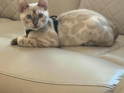 Carti - Bengal - Gallery Photo #1