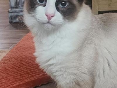 Casper - Ragdoll - Gallery Photo #1