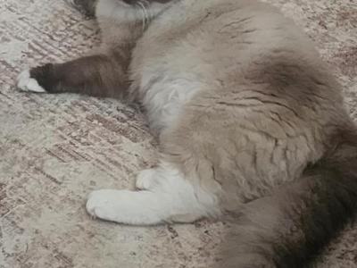 Chloe - Ragdoll - Gallery Photo #1