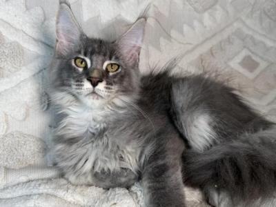 Romeo - Maine Coon - Gallery Photo #1