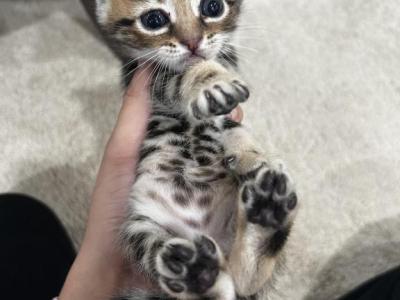 Kittens Bengal - Bengal - Gallery Photo #1