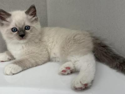 Bear - Ragdoll - Gallery Photo #1