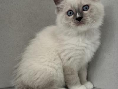 Milo - Ragdoll - Gallery Photo #1