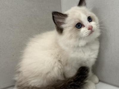 Princess - Ragdoll - Gallery Photo #1