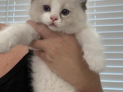 Peach - Ragdoll - Gallery Photo #1