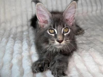 Sirius Polydactyl - Maine Coon - Gallery Photo #1