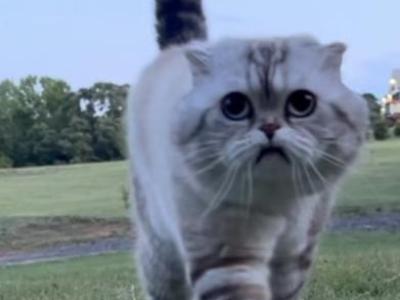 Scottish Fold Cat - Scottish Fold - Gallery Photo #1