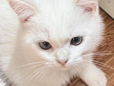 Flkitten1 White - British Shorthair - Gallery Photo #1