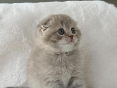 Scottish Fold Peachy Gray Male - Scottish Fold - Gallery Photo #1