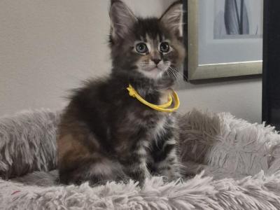 Darling - Maine Coon - Gallery Photo #1
