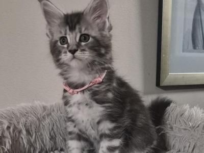 Daisy - Maine Coon - Gallery Photo #1