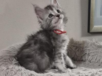 Danise - Maine Coon - Gallery Photo #1