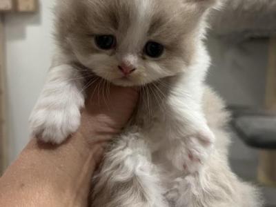 Liz - British Shorthair - Gallery Photo #1