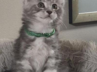 Dimitri - Maine Coon - Gallery Photo #1
