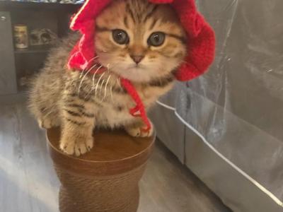 Tilly - Scottish Fold - Gallery Photo #1