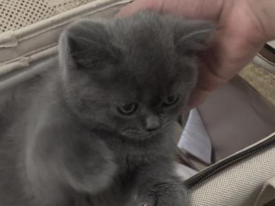 Lio - British Shorthair - Gallery Photo #1