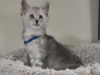 Derrick - Maine Coon - Gallery Photo #1