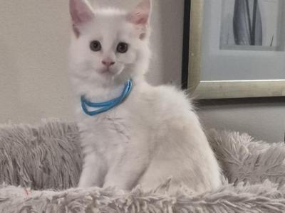 Dexter - Maine Coon - Gallery Photo #1
