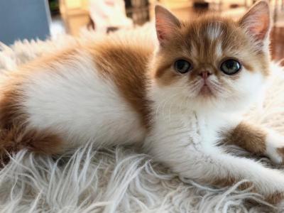 Ginger - Persian - Gallery Photo #1