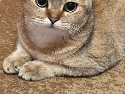 Luna British Shorthair Female - British Shorthair - Gallery Photo #1