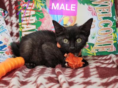 Domestic Short Hair 2M 1F - Domestic - Gallery Photo #1