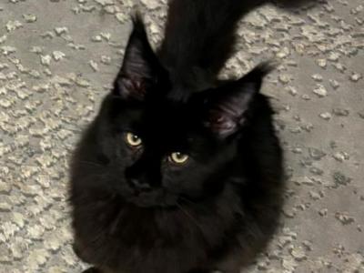 Salem - Maine Coon - Gallery Photo #1