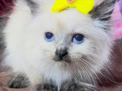 Floppy Kittens Ragdoll - Ragdoll - Gallery Photo #1