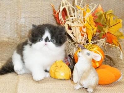 Top Show Quality Black And White Bi Color - Persian - Gallery Photo #1