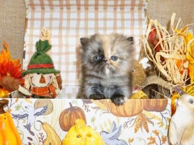 Tiny Teacup Tortoise Shell Female Persian - Persian - Gallery Photo #1